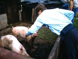 0DIA 1984 RAVA B1